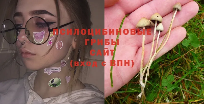 Галлюциногенные грибы Magic Shrooms  Кашин 